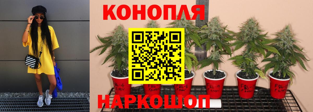 Каннабис VHQ Гудермес